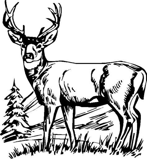 Whitetail Deer Head Coloring Pages Coloring Pages