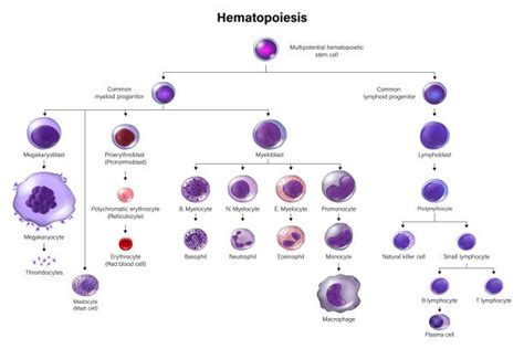 10 Hematopoietic Stem Cell Stock Illustrations Royalty Free Vector