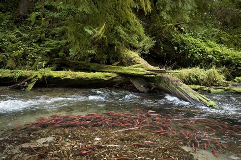 Salmon Habitat Preparation Delayed For Yale Reservoir The Columbian