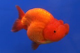 File:Goldfish Ranchu 2.jpg