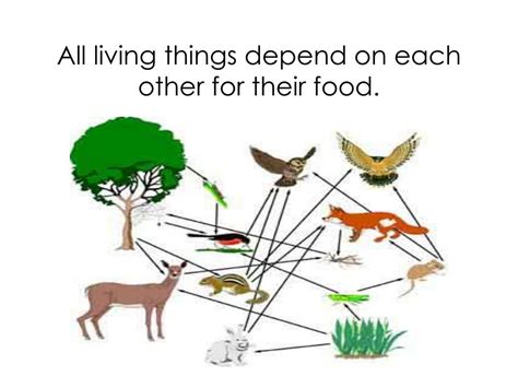 Ppt Food Chain Lesson 55 Powerpoint Presentation Free Download Id