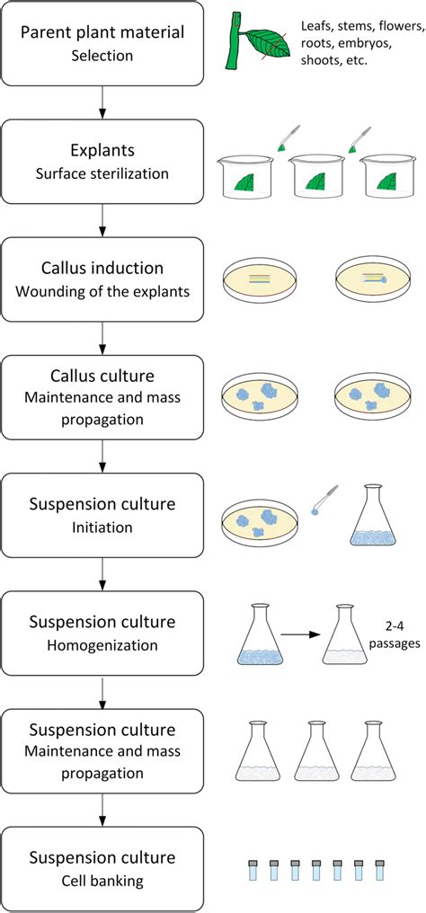 Cell Suspension Culture