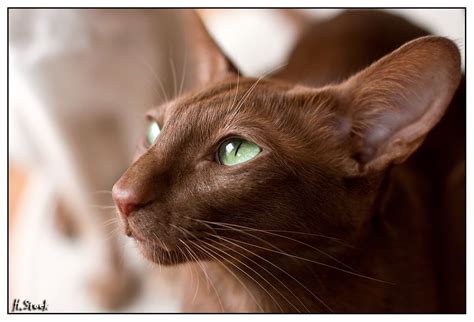 Chocolate Oriental Shorthair Oriental Shorthair Tonkinese Cat