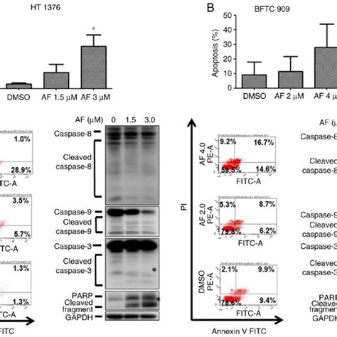 Af Induces Apoptosis And Expression Of Apoptosis Associated Proteins