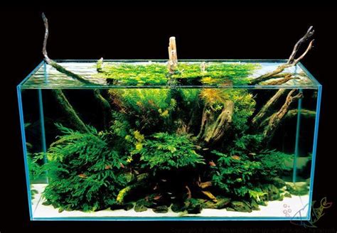 Now, these nano aquarium tanks have become standard for aquarists who wish to enjoy planted tanks even in small spaces. Takashi Amano Pt. 3 | Nature aquarium, Aquascape aquarium ...