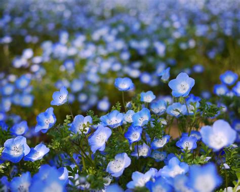 blue flowers bokeh wallpaper 1280x1024 resolution wallpaper download best wallpaper