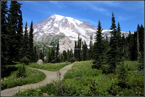 Mount Rainier National Park Washington Travel Explore Enjoy