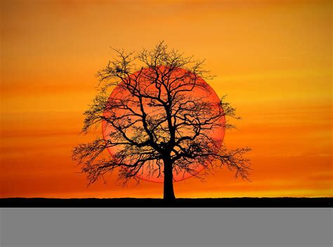 Sunset Tree Silhouette Free Photo On Pixabay Pixabay