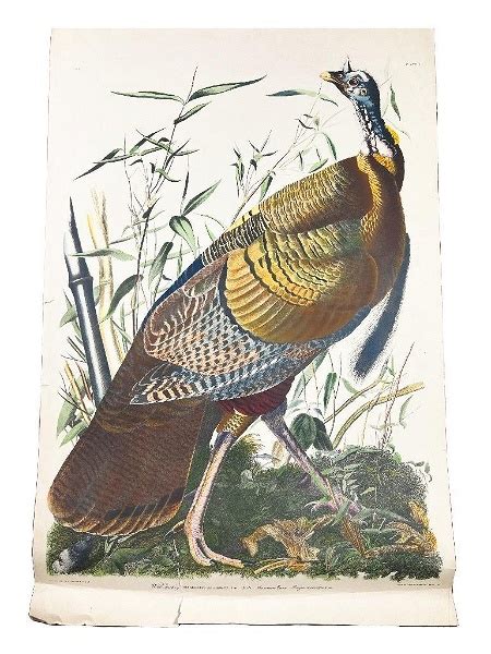 after john james audubon american 1785 1851 wild turkey meleagris gallopavo