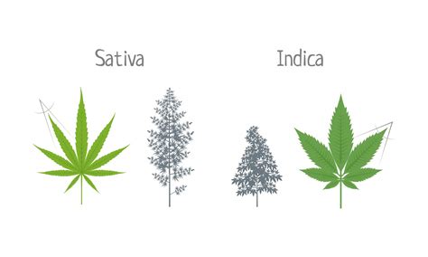 All of these subtle differences in their biochemical composition account for the difference in produced effects. Sativa, Indica, or Hybrids: Which is Right for You ...