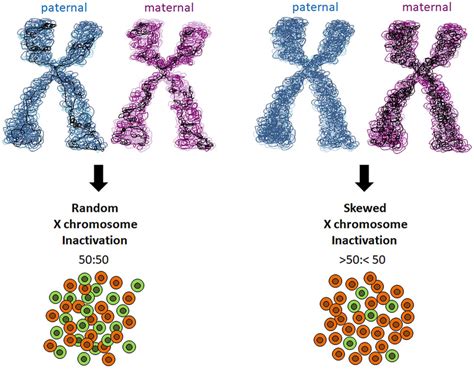 Schematic Representation Of Skewed X Chromosome Inactivation X