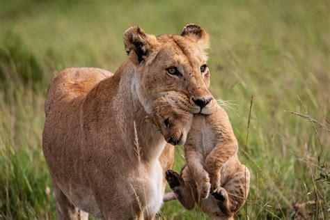 Viele amerikaner haben die abenteuer von elsa der löwin gelesen, die von menschen aufgezogen wurde und schließlich erfolgreich in die wildnis zurückkehrte, um als löwin zu leben. Löwin mit Nachwuchs Foto & Bild | africa, eastern africa ...