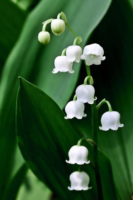 Check spelling or type a new query. Lily of the Valley | Flickr - Photo Sharing!
