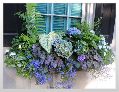 Corki Skin Best Flowers For Window Boxes In Shade Uk Best 7 Gorgeous
