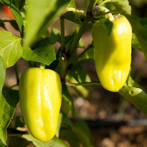 💪 nachdem wir im letzten jahr den 1. Paprika im Garten anbauen » So erzielen Sie eine ...