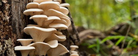 Mushrooms & Health: Reviewing the Latest Data - Emerson Ecologics Blog