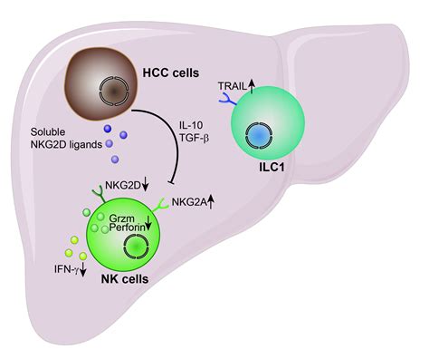 ijms free full text natural killer cells and type 1 innate lymphoid cells in hepatocellular
