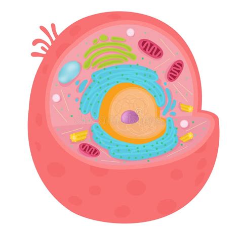 Linea Cellulare Animale Della Pianta E Delle Cellule Illustrazione Di