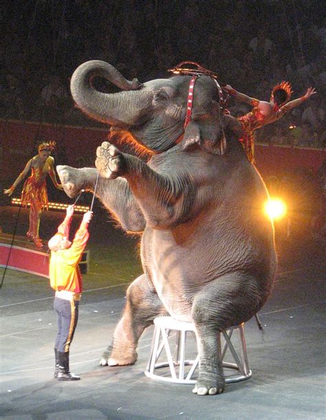The Elephant Part Of The Circus Franmoff Flickr