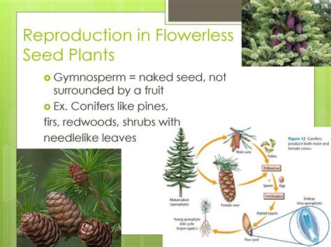 Compare The Life Cycle Of Flowerless Seed Plants And Flowering Best