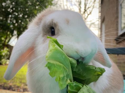 14 Amazing Facts About Rabbit Teeth New Rabbit Owner
