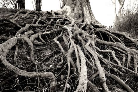 Tree Roots Stock Photo Image Of Nature Roots Wood 18251150