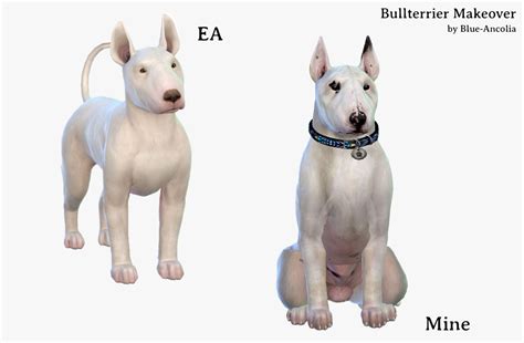 Blue Ancolia Bullterrier Makeover Meet Sparky This Boy Will Be