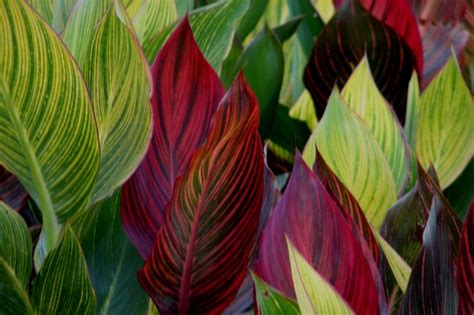 Find the perfect canna lily stock photos and editorial news pictures from getty images. THE CANNA LILY |The Garden of Eaden