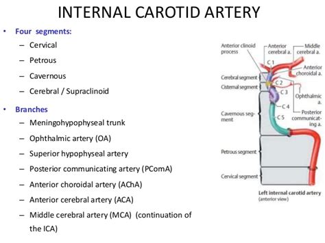The internal carotid artery arises from the common carotid artery where this bifurcates into the internal and external carotid arteries at cervical vertebral level 3 or 4. Blood supply of the brain