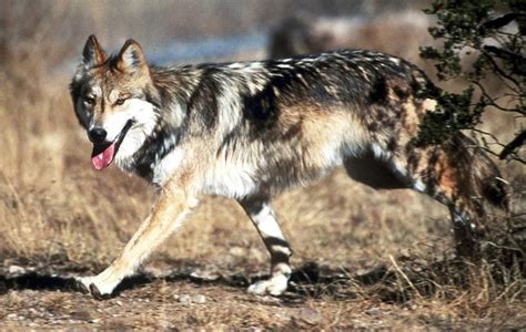 Column Mexican Gray Wolf Plan Doesnt Work For Rural Arizona The
