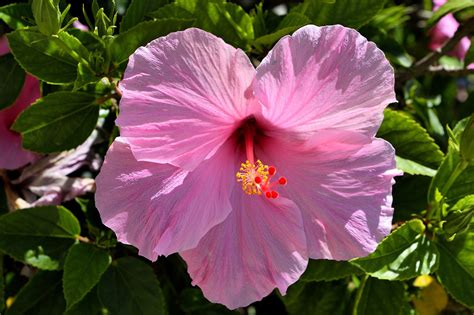 Pink Hibiscus Flower Floral Free Photo On Pixabay