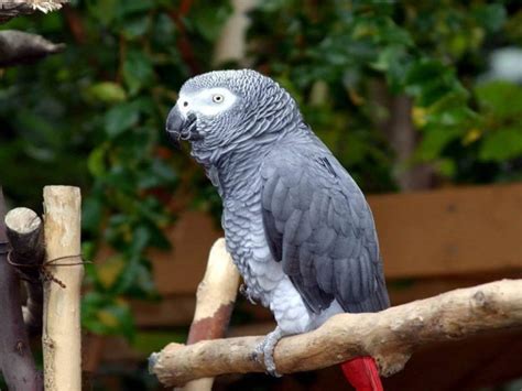 African Grey Parrot Facts Care As Pets Pictures And Video