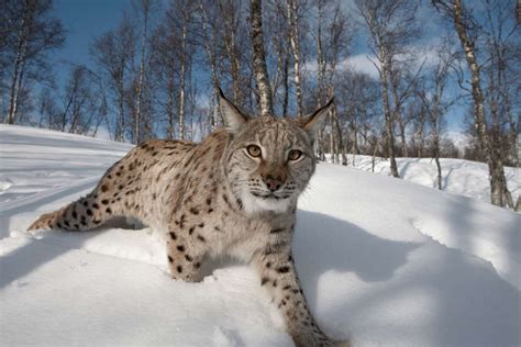 Study To Investigate Views On Returning Lynx To Scotland