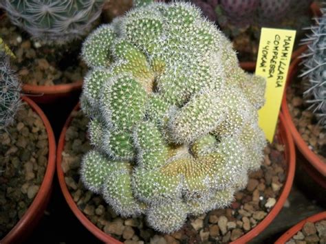But all this very different forms are the same plant! Cactofili - Forum di cactus e succulente :: Leggi ...