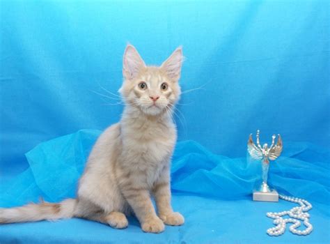 Maine coon kittens for sale near illinois. Maine Coon Kittens for Sale in Des Plaines, Illinois