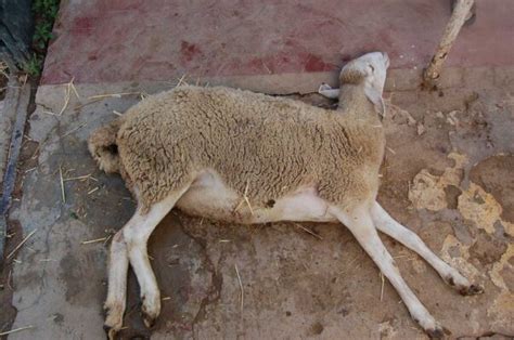 Sheep And Goat Pox Outbreak Detected In North With 35 Animals Infected