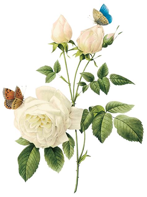 Rosas Blancas Png