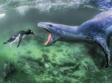 Stunning wildlife photos that will make you see animals in a whole new ...