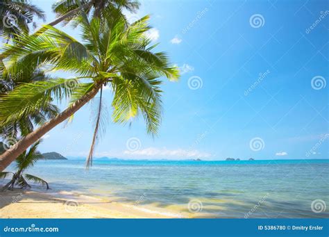Tropic Sea Stock Photo Image Of Leaf Cruise Nature 5386780