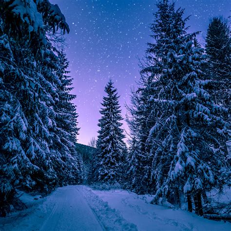 Nx97 Snow Winter Wood Tree Road Night Nature Wallpaper