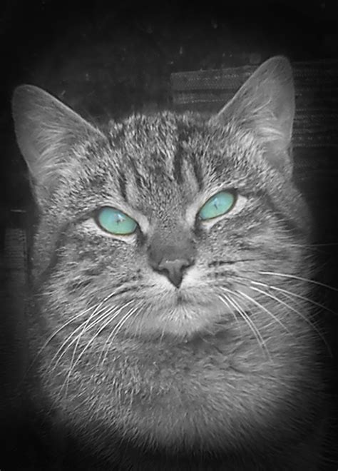 Photography Mystic Cat By Nicodestruction On Deviantart