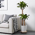 Plantas naturales de IKEA imprescindibles para decorar tu casa