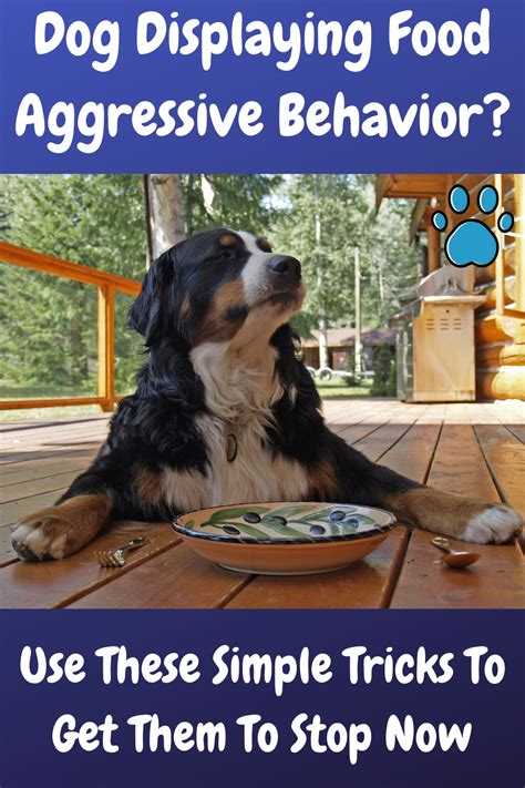 How To Stop Food Aggression In Dogs Using Three Fool Proof Methods