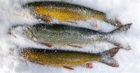 How To Properly Freeze Fish Meateater Wild Foods