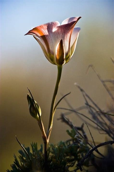 38 Best Images About Utah Native Flowers On Pinterest Sun Desert
