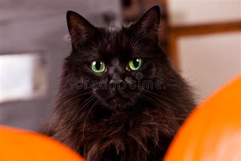 Black Cat With Green Eyes Stock Image Image Of Holiday 26600867