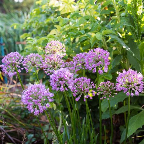 Allium Millenium Ail D Ornement Fleurs Rose Pourpr Poussant En