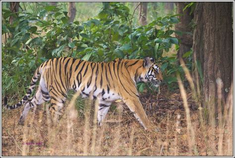 Bandhavgarh Safari Flickr