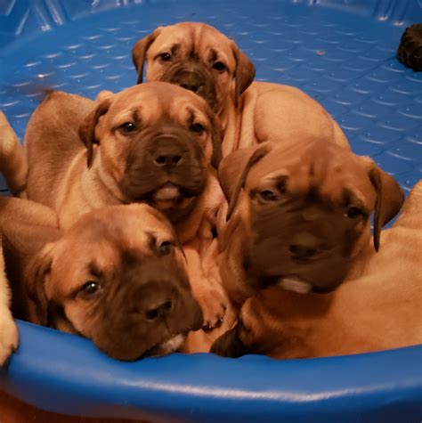 Fearless at work, docile at home, the bullmastiff is a large, muscular guarder who pursued and held poachers in merry old england—merry, we suppose, for everyone but poachers. Bullmastiff Puppies For Sale | Kingwood, TX #297209