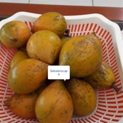 Jual Terbaru Gram Buah Alkesa Sawo Mentega Shopee Indonesia